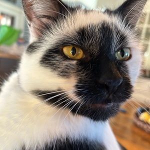 Meet your Posher, Norah